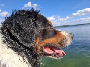 BEN, Bürohund